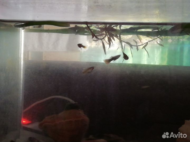 Продам рыбок Гуппи