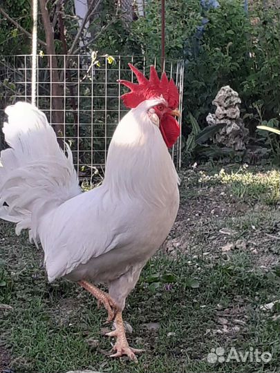 Суточные цыплята