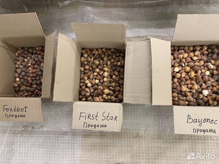 Луковицы тюльпанов