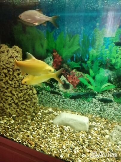 Лещевидный барбус