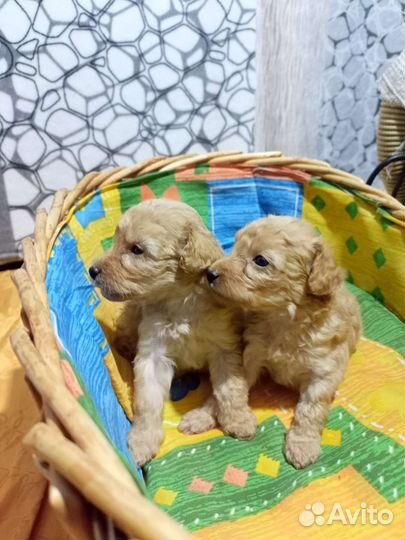 Щенки той пуделя