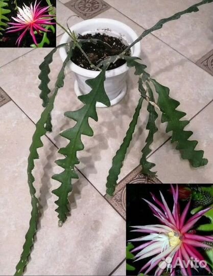 Адениумы эпифиллумы кактус