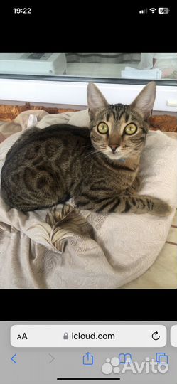 Бенгальская кошка