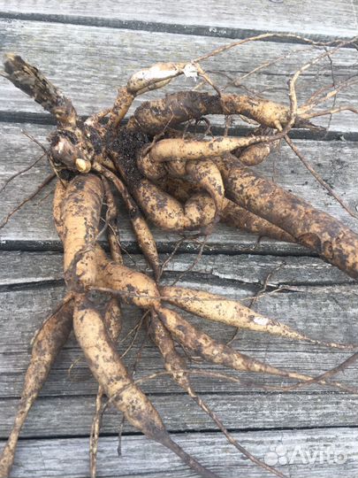 Пион ранний Рэд Чарм окс