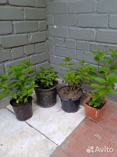 Гортензия метельчатая