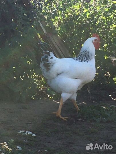 Петухи молодые