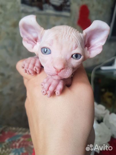 Сфинкс двэльф