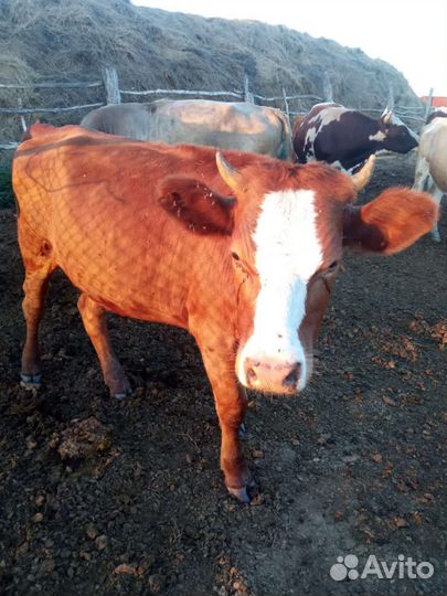 Тёлки стельные