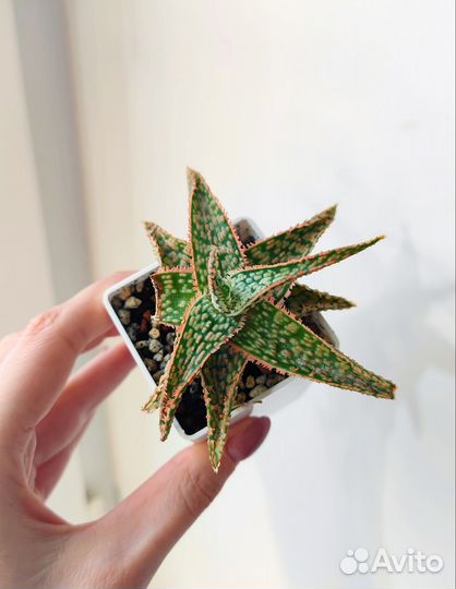 Алоэ, крассулы