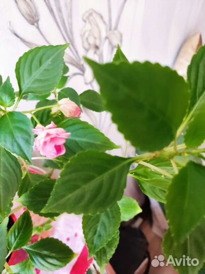 Бальзамин махровый