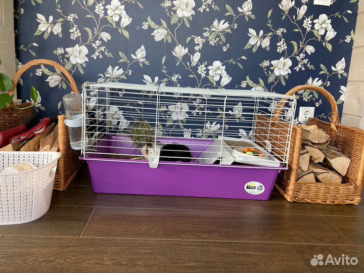 Морская свинка с клеткой