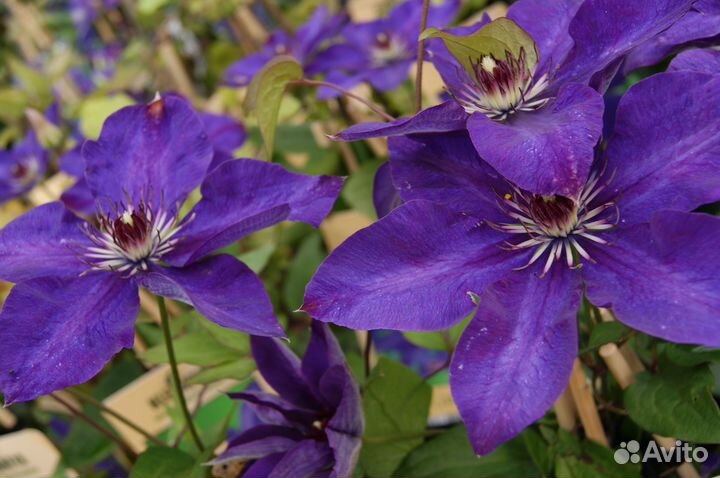 Клематис президент (семена)