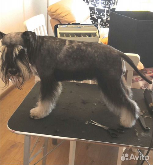 Тримминг шнауцера