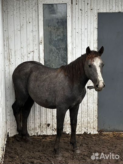 Лошади и жеребята