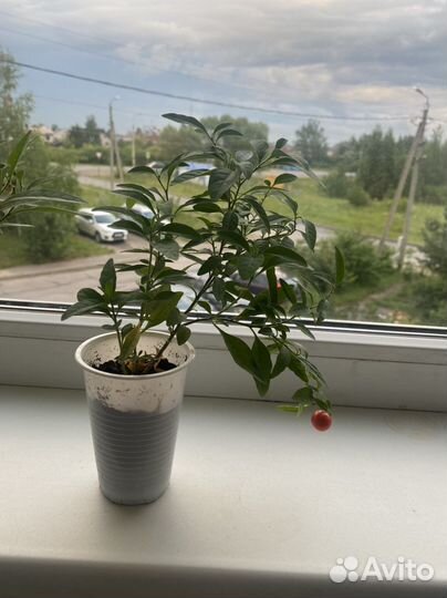 Паслен домашний