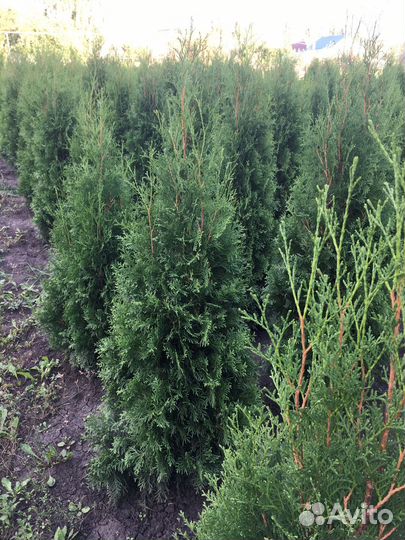 Саженцы Туи