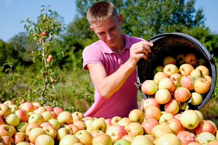 Разнорабочие на сбор яблок (вахта)