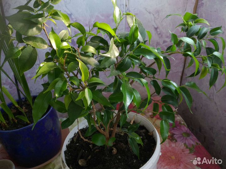 Фикус бенджамина