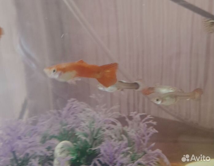Аквариумные рыбки гуппи