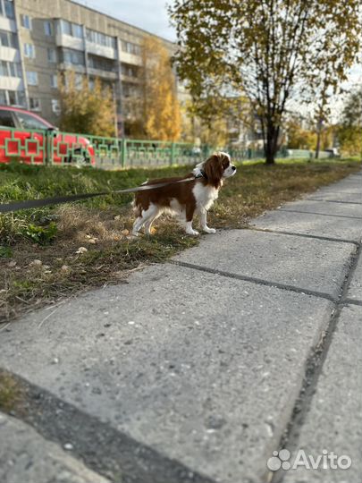 Кавалер кинг Чарльз спаниель