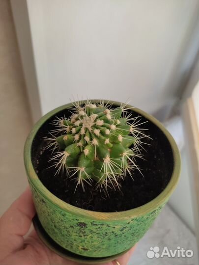 Кактусы и суккуленты