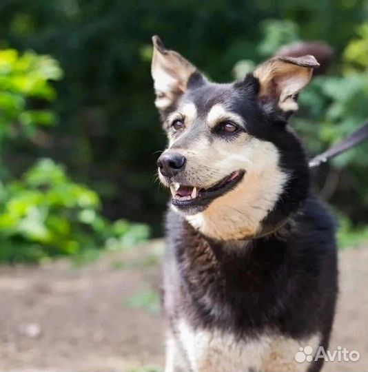 Собака в добрые руки