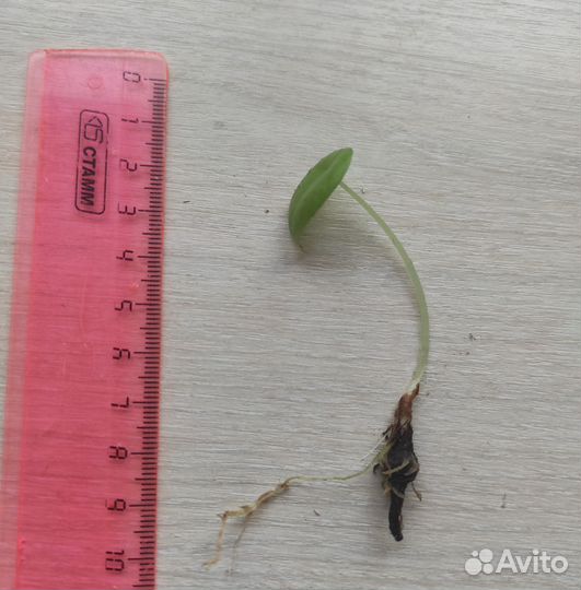 Алоказия серебряный дракон, Алоказия регал шилдс