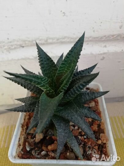 Хавортия лимифолия суккулент