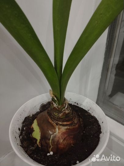 Гиппиаструм