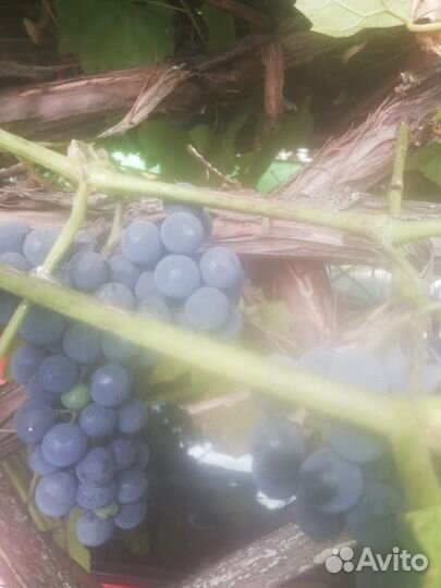 Винный виноград