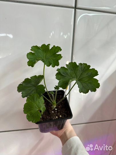 Пеларгония cara rosa