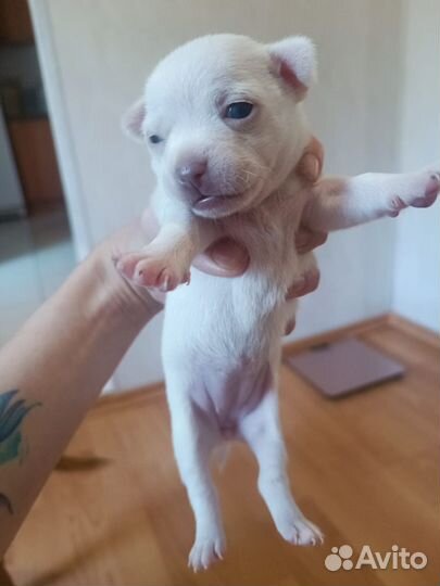 Щенки чихуахуа мини девочки