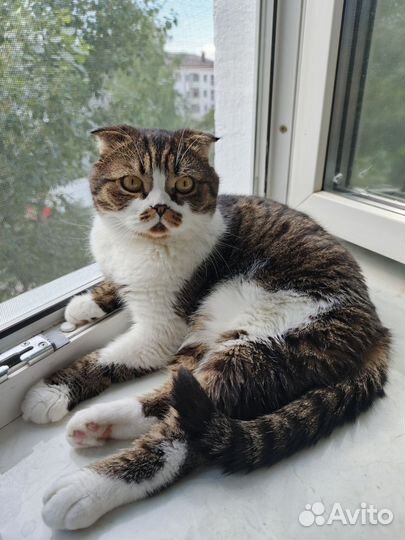 Кот в добрые руки