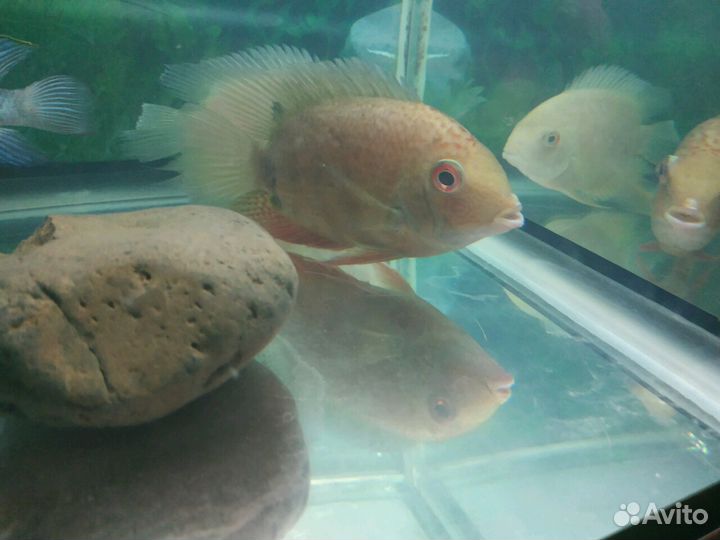 Аквариум 50 л