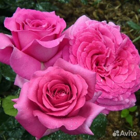 Роза Августа Ренуар саженцы