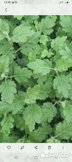 Хризантема