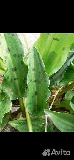 Дримиопсис