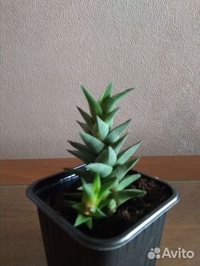 Хавортия извилистая