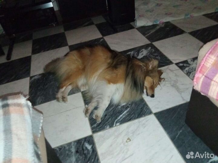 Собака шелти