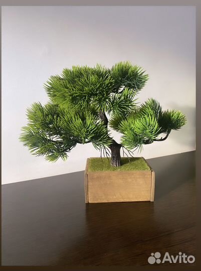Дерево Бонсай сосна