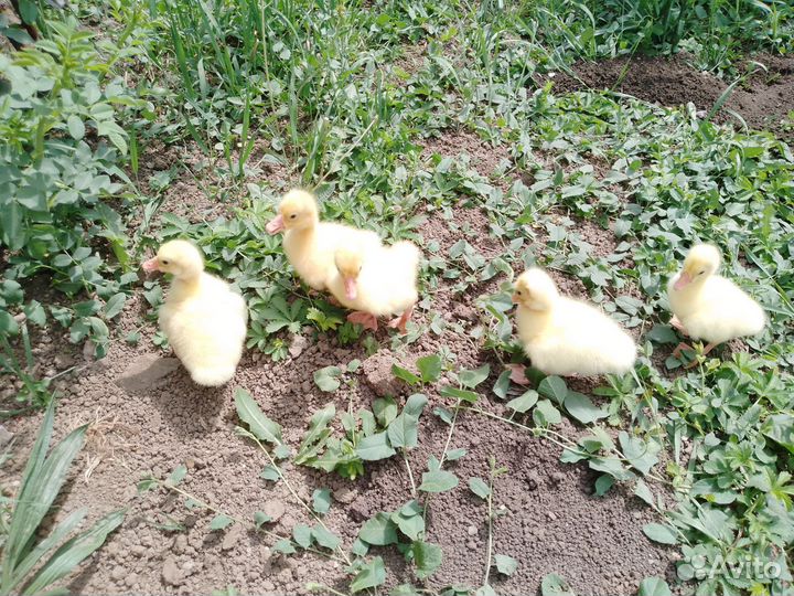 Инкубационное яйцо гусиное