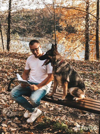 Дрессировка собак кинолог передержка