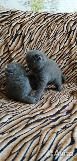 Шотландские котята