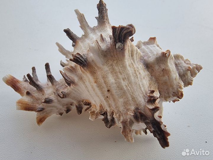 Морские и океанические ракушки раковины