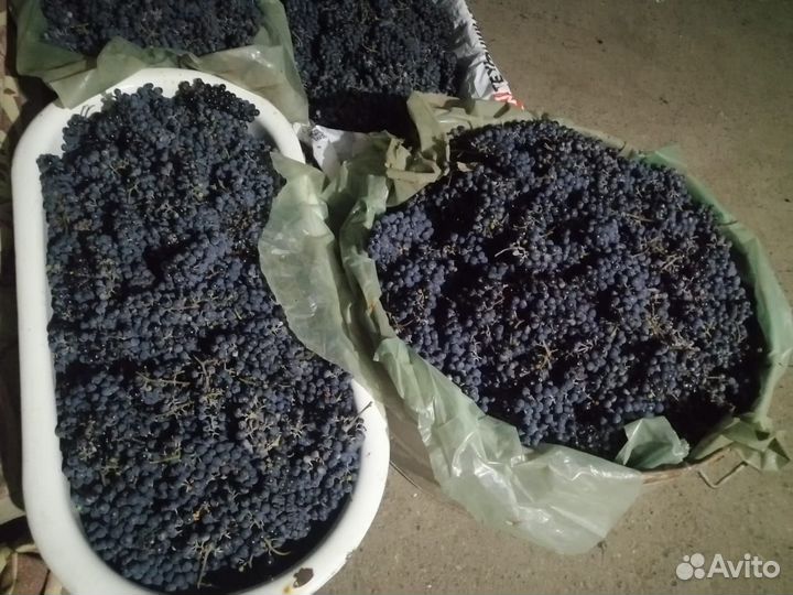 Виноград на вино