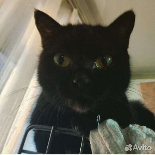 Кошка Пьетра