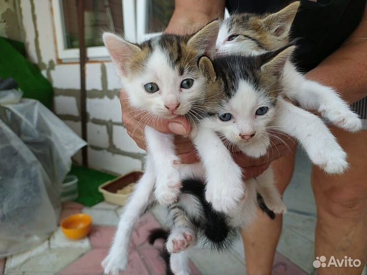 Котята в добрые руки