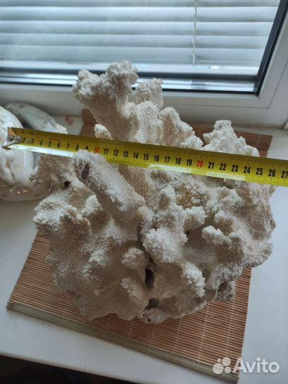 Коралл большой и ракушка