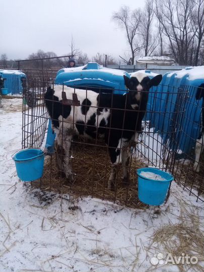 Телята бычки