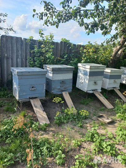 Пчелы с ульем